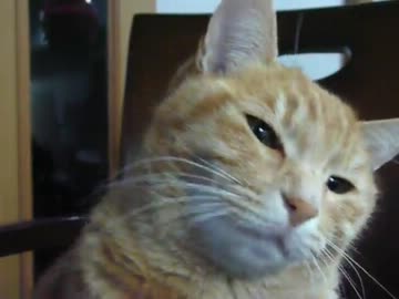 猫ぉぱぁんっち！