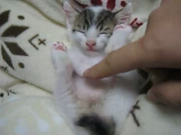 アクロバティックな寝相の子猫