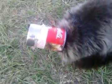 缶から頭が抜けなくなった猫