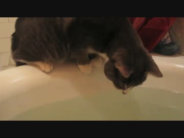 猫VSお風呂