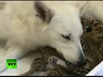 孤児になった赤ちゃん虎の親になった犬