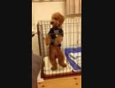 ゲージに入るとフリフリダンス