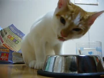 家に子猫がやって来た91～茶々と遠目にチロル編～