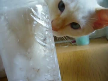 家に子猫がやって来た92～チロル編～