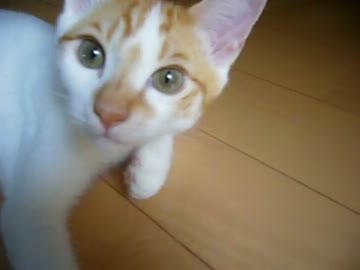 家に子猫がやって来た93～茶々編～