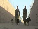 アフガニスタンの英国陸軍 軍用犬