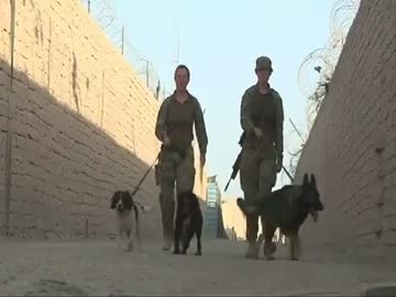 アフガニスタンの英国陸軍 軍用犬