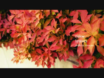 nskw / leaves