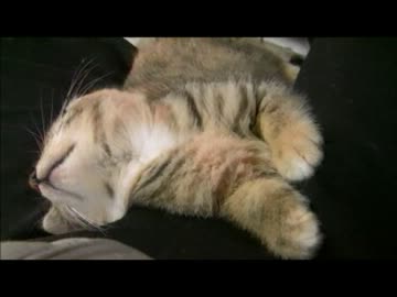 ちゃとらとはちわれ　2012秋　子猫の1日