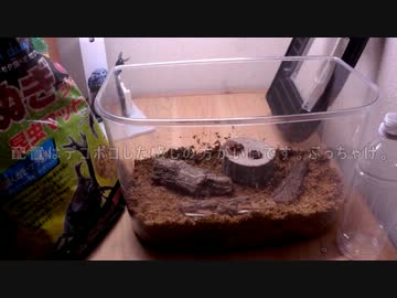 カブトムシを飼ってみた