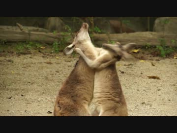 ひたすら殴りあうカンガルー