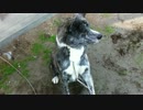 ふせができない犬