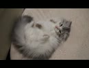 【猫動画】まどろむ猫【スコティッシュフォールド】