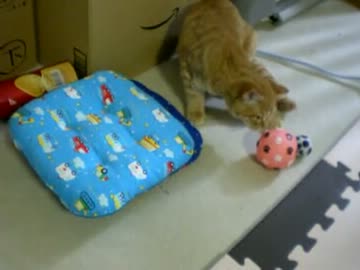 拾いねこ＠生後143/110日目　暫く休止のお知らせ