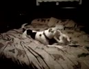 子猫VS犬