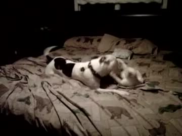 子猫VS犬