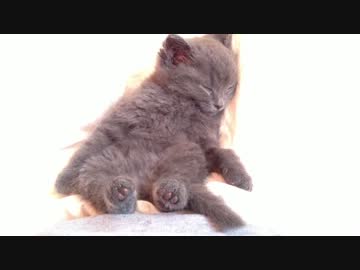 座って眠る子猫
