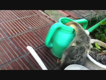 いつもの散歩カモ