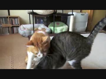 スリスリしたくてしかたがない猫