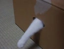 隙間からぬこパンチ②