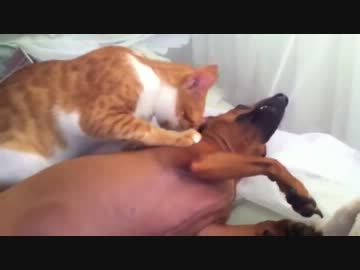 【イチャイチャ】猫&犬【リア獣】