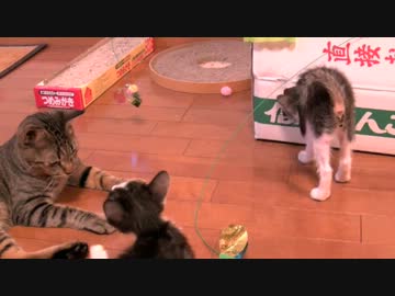 くるねこ大和　20121127　胡ざかな隊と階段