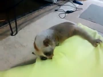 スローロリスくん VS 大きな枕