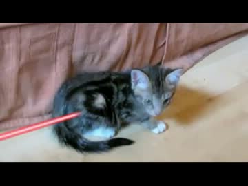 レーザー銃が当たってぶっ倒れる子猫