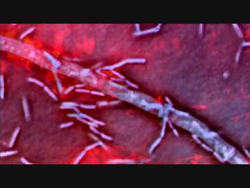 地球大進化「第01集 生命の星」(02 of 02)