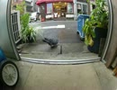 GOPR0025.mp4