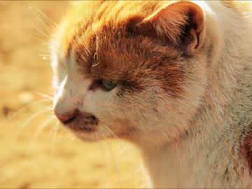 【御写真】　冬の視線