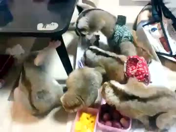 無限増殖していく養殖スローロリスくん