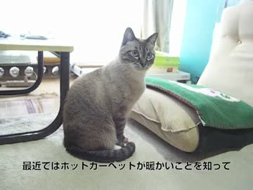 ジャンくんのお留守番　パパがいない編の悲しい結果