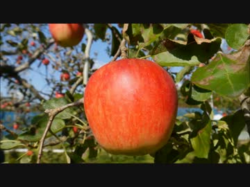  【再現料理】それいけ！アンパンマンより【アップルパイ】