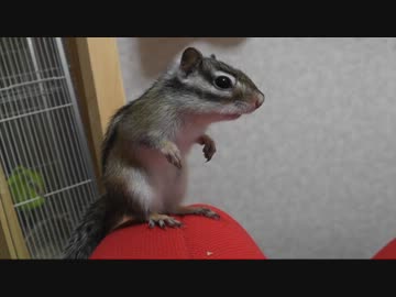 立ったまま固まるシマリスさん