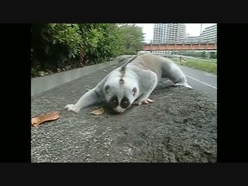 追いかけてくる野良スローロリスくん