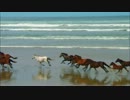 Wildlife.wmv