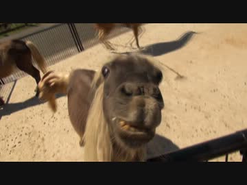 もはや顔芸。変顔でアピールする馬