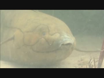 地球大進化「第03集 大海からの離脱」(02 of 02)