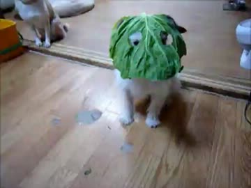 キャベツを食べる犬