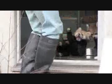 飼育員にびっくりした赤ちゃんレッサーパンダが可愛い