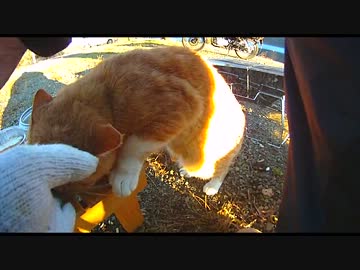 紅葉を見にバイクでおでかけ　後編【道志、富士、西湖周辺、白糸の滝】