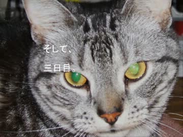 【ニコニコ鯉釣りダービー】武庫川に行ってみました