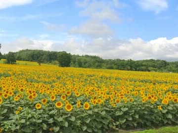 島根から北の大地へ　　3日目　　‐100万本のひまわりと海岸線‐