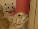 我が家の短足にゃんず　取られたにゃ・・・的な画