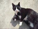 近所の人懐っこいノラ猫をなでなでするだけの動画