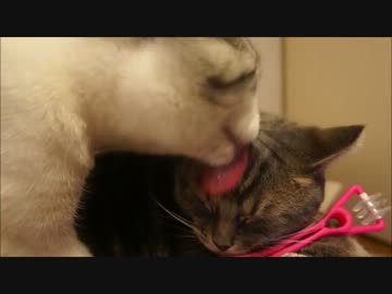 ツンギレのうちの猫のあったか猫型かけぶとん(新発売)