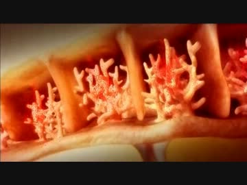 地球大進化「第04集 大量絶滅」(02 of 02)