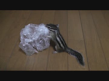 ビニール袋を運搬するシマリスさん