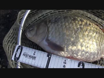 ニコニコ鯉釣りダービーに参加したくなって・・・